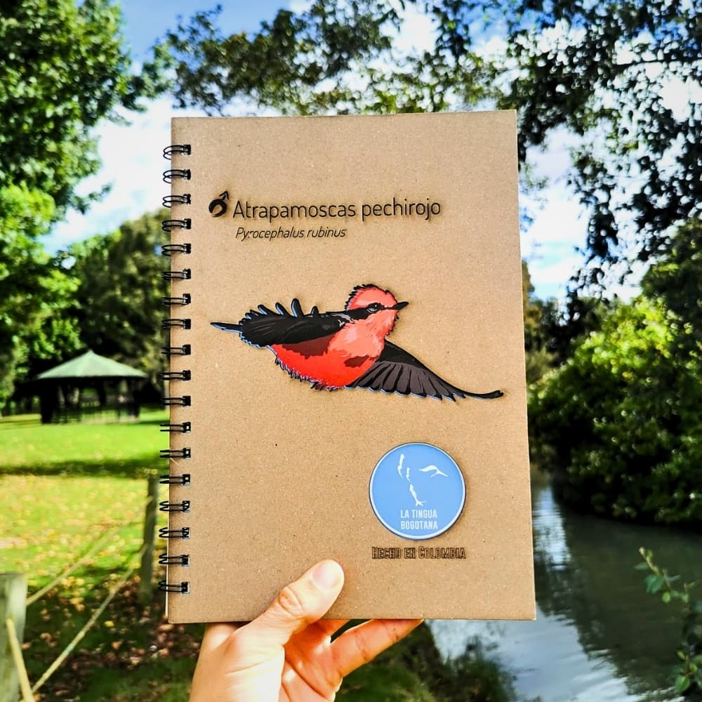 Libreta ilustrada de atrapamoscas pechirrojo - La Tingua Bogotana - Imagen de referencia