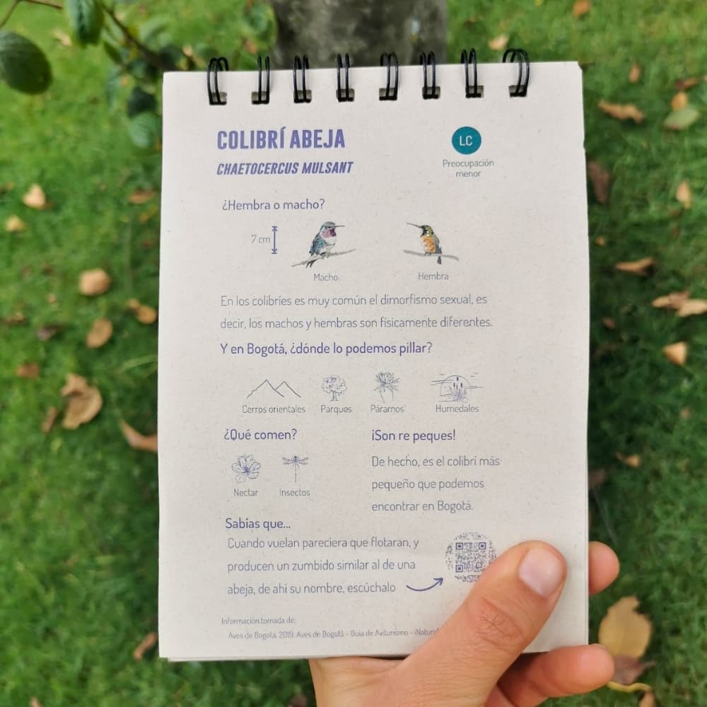 Libreta ilustrada de colibri abeja - La Tingua Bogotana - Imagen de referencia - informacion del ave