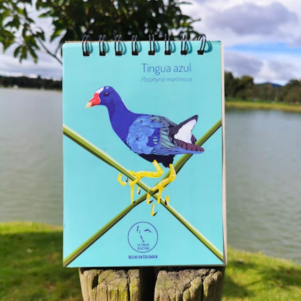Libreta ilustrada de tingua azul - La Tingua Bogotana - Imagen de referencia - vista interior